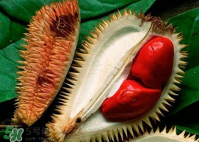 紅肉榴蓮是什么品種？紅色的榴蓮是什么品種？