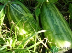 菜瓜是涼性的嗎？菜瓜是涼性還是熱性的？