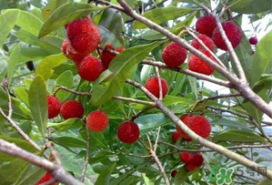 楊梅和西瓜能一起吃嗎？西瓜可以和楊梅一起吃嗎？