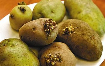 馬鈴薯有點(diǎn)綠能吃嗎？馬鈴薯有點(diǎn)發(fā)芽可以吃嗎