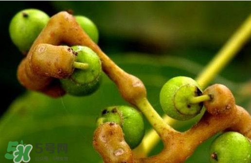 萬壽果多少錢一斤2017？萬壽果什么時候成熟