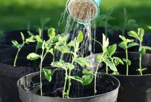 茶葉水可以澆花嗎？茶葉水能澆花嗎？