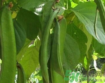 刀豆是蔬菜嗎？刀豆是蔬菜還是糧食？