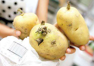 馬鈴薯有點綠能吃嗎？馬鈴薯有點發(fā)芽可以吃嗎