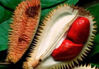 紅心榴蓮多少錢一斤？紅心榴蓮為什么這么貴？