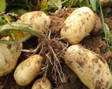 馬鈴薯是土豆嗎？馬鈴薯是土豆還是紅薯？