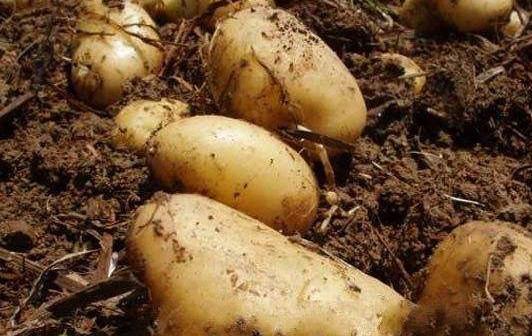 馬鈴薯怎么保存不發(fā)芽？馬鈴薯如何保存不變綠