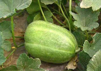 菜瓜到底是不是黃瓜？ 菜瓜和黃瓜的區(qū)別