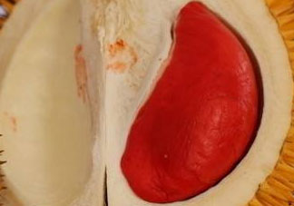 紅肉榴蓮是什么品種？紅色的榴蓮是什么品種？