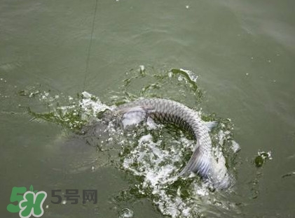 釣青魚怎么調(diào)漂圖解？釣青魚最佳調(diào)漂是幾目