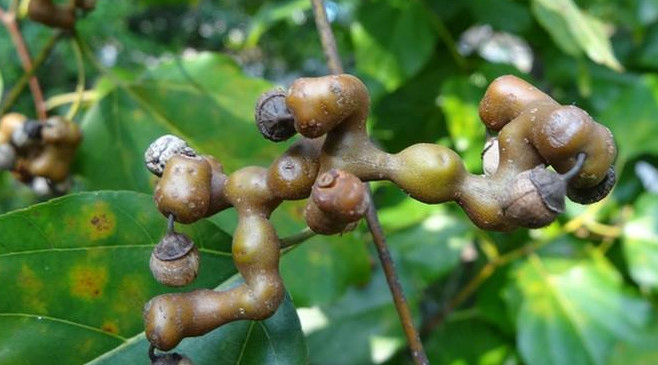 拐棗什么時候成熟？拐棗是什么樣的呀