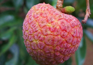 ? 掛綠荔枝多少錢一個？掛綠荔枝多少錢一斤2017