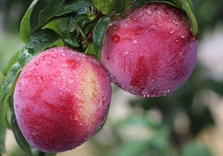 脆紅李什么時候成熟？脆紅李幾月成熟？