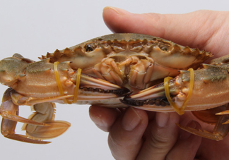 花蓋蟹什么時候最肥？花蓋蟹幾月份最肥