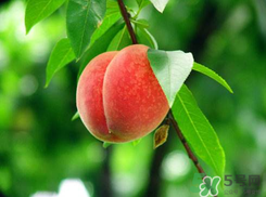 楊梅和桃子能一起吃嗎？楊梅和油桃能在一起吃嗎？