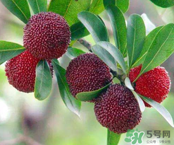 楊梅和桃子能一起吃嗎？楊梅和油桃能在一起吃嗎？