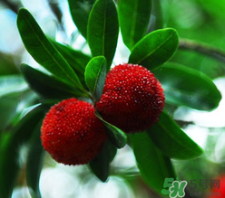 楊梅和桃子能一起吃嗎？楊梅和油桃能在一起吃嗎？