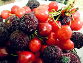 楊梅和櫻桃能一起吃嗎？楊梅可以和櫻桃一起吃嗎？