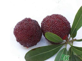 楊梅和櫻桃能一起吃嗎？楊梅可以和櫻桃一起吃嗎？