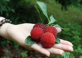 楊梅和枸杞可以一起泡酒嗎？楊梅和枸杞泡酒的功效