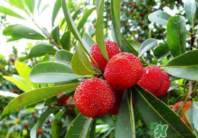 楊梅和荔枝能一起吃嗎？荔枝和楊梅能一起吃嗎？