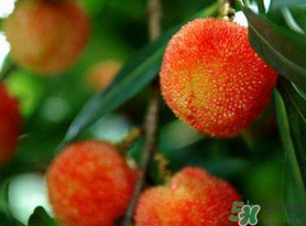 楊梅和荔枝能一起吃嗎？荔枝和楊梅能一起吃嗎？