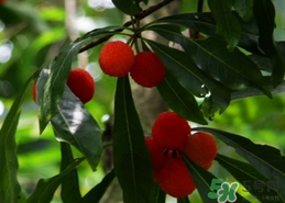 楊梅和香蕉能同時吃嗎？楊梅能和香蕉一起吃嗎？