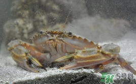 花蓋蟹什么時(shí)候最肥？花蓋蟹幾月份最肥