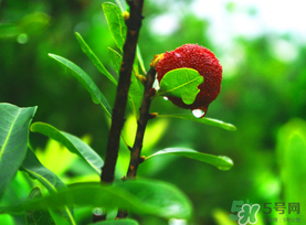 楊梅和海鮮能一起吃嗎？楊梅能和海鮮能一起吃嗎？