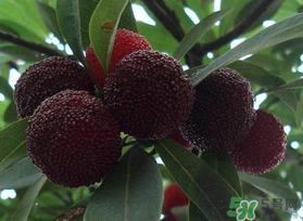 楊梅和芒果能一起吃嗎？吃完楊梅可以吃芒果嗎？