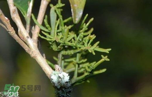 什么是螃蟹腳茶？螃蟹腳茶的功效禁忌