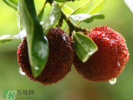 吃完楊梅不能吃什么？吃完楊梅可以吃別的水果嗎？