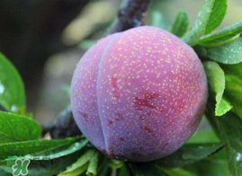 紅心李幾月份成熟？紅心李幾月份上市？