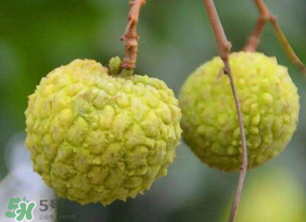 青荔枝放多久變紅？青荔枝怎么保存？