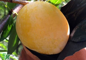 奈李什么時候成熟？奈李孕婦能吃嗎？