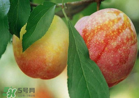 奈李什么時候成熟？奈李孕婦能吃嗎？