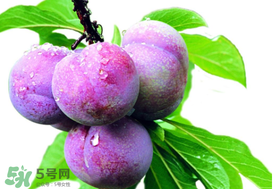 脆紅李什么時候成熟？脆紅李幾月成熟？