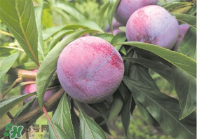脆紅李什么時候成熟？脆紅李幾月成熟？