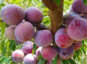 脆紅李什么時候成熟？脆紅李幾月成熟？