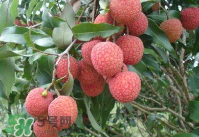 白糖罌荔枝怎樣保果的？白糖罌荔枝和白蠟的區(qū)別