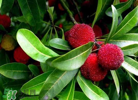 楊梅和黃瓜可以一起吃嗎？吃完楊梅可以吃黃瓜嗎？