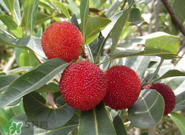 楊梅和黃瓜可以一起吃嗎？吃完楊梅可以吃黃瓜嗎？