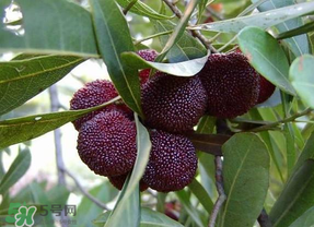 楊梅籽可以吞下去嗎？楊梅籽吞下去了怎么辦？