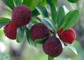 楊梅籽可以吞下去嗎？楊梅籽吞下去了怎么辦？