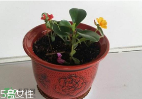 楊梅籽可以種嗎？楊梅籽怎么種小盆栽?？