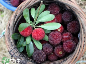 楊梅籽可以種嗎？楊梅籽怎么種小盆栽?？