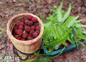 楊梅籽可以種嗎？楊梅籽怎么種小盆栽?？