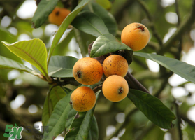 六月份還有枇杷嗎？枇杷六月份還有嗎？