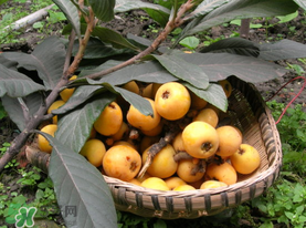 六月份還有枇杷嗎？枇杷六月份還有嗎？