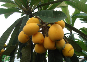 六月份還有枇杷嗎？枇杷六月份還有嗎？